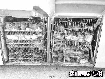   集裝箱碼頭中轉是如何操作？